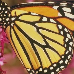 a butterfly