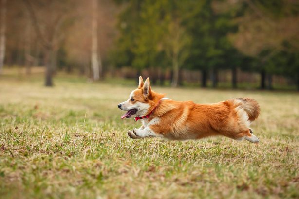 a corgi
